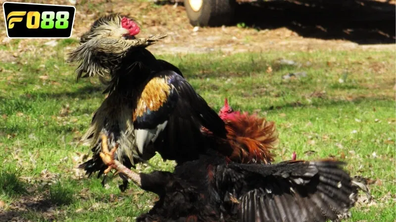 Các loại hình cược được áp dụng trong việc chơi đá gà ăn tiền FO88