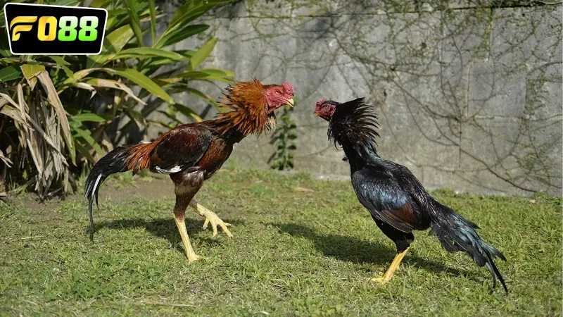 choi-da-ga-an-tien-fo88