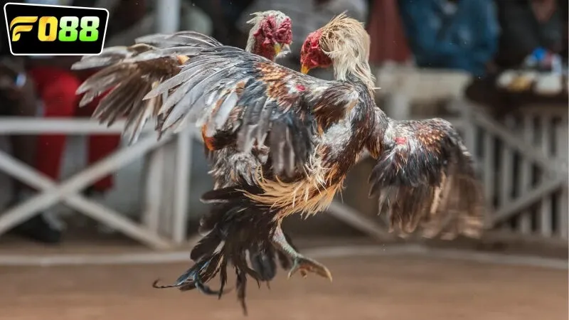 Các loại cược đá gà Campuchia FO88 phổ biến nhất hiện nay