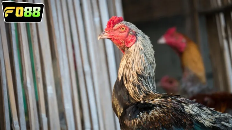 Các loại đá gà online FO88