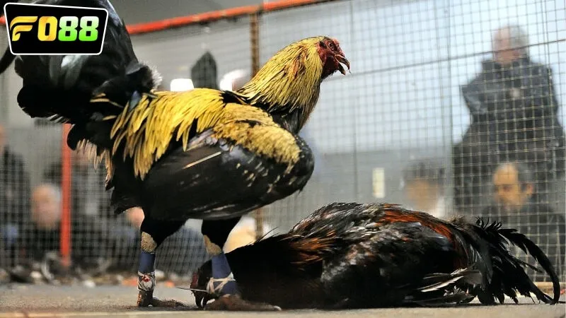 Kinh nghiệm tham gia chơi cá cược đá gà Philippines FO88 hiệu quả