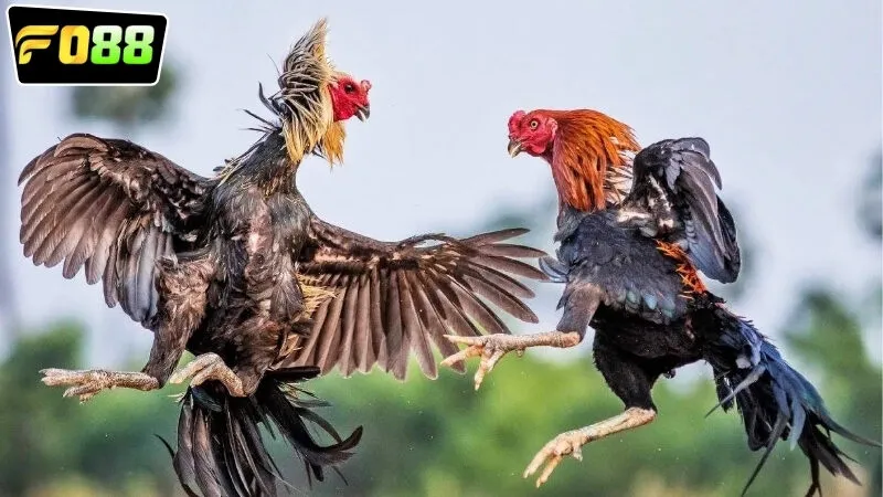 Các loại hình cược được cung cấp ở trong đá gà Philippines FO88