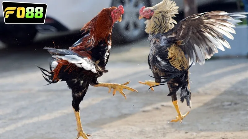 da-ga-truc-tuyen-fo88-hom-nay