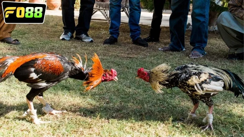 Các loại hình cược phổ biến ở trong FO88 đá gà Thomo