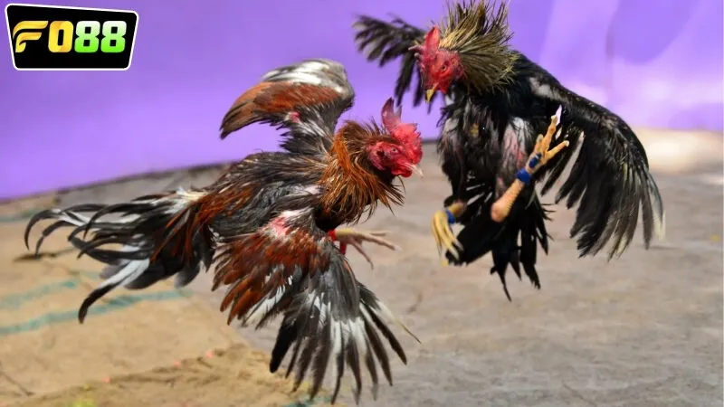 Lợi ích của việc tham gia chơi cược gà cựa sắt FO88