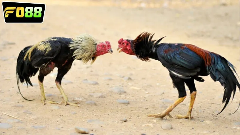 Kinh nghiệm đặt cược hiệu quả nhất khi xem trực tiếp đá gà FO88