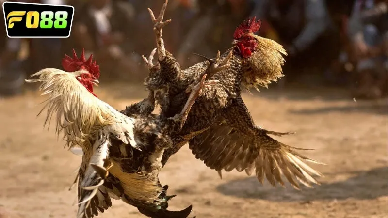 Các bước xem đá gà live FO88