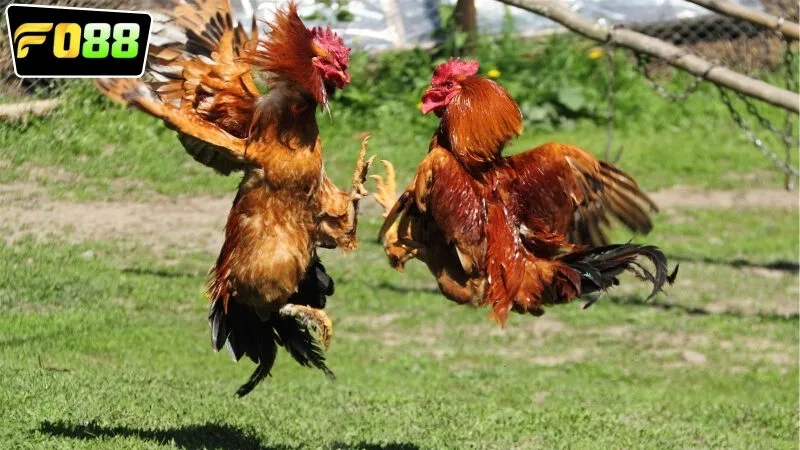 Các công nghệ hiện đại tối tân hỗ trợ xem đá gà live FO88